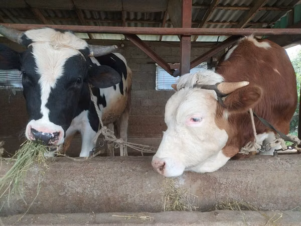 Bulle, Holstein-Rasse