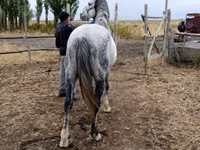 Cheval, Friesian sport horse — photo 1