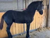 Hengst, Friesian — Foto 4