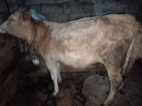 母牛, Red-spotted breed — 照片 2