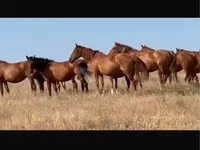 母马, Kushum Horse — 照片 1