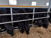 公牛, Aberdeen-Angus — 照片 3