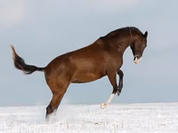 Stute, Akhal-Teke — Foto 4