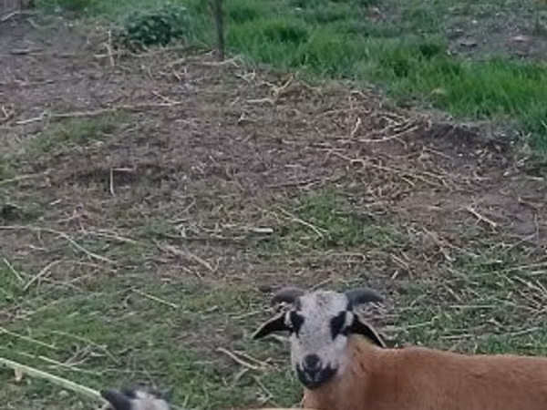 Widder, Cameroon sheep