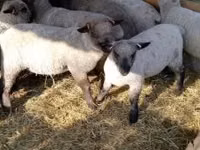 Schaf, Shroshire sheep — Foto 1