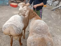 Bélier, Arashan sheep — photo 6