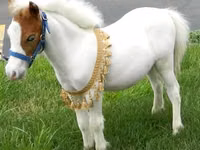 Stute, Miniature horse — Foto 4