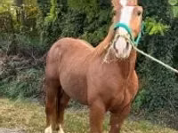 公马, Andalusian horse — 照片 3