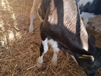 Bulle, Russian Black pied cattle — Foto 7