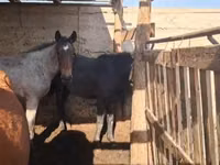 Hengst, Kazakh horse — Foto 1