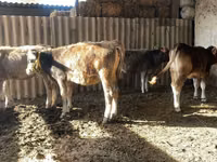 بقرة, Swiss cattle — الصورة 6