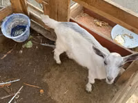 Chèvre, Fergana goat — photo 2