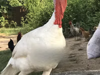 Turkeys — photo 1