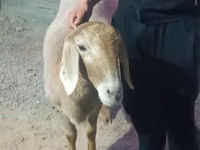 母羊, Rhon sheep — 照片 3