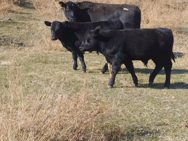 公牛, Swiss cattle