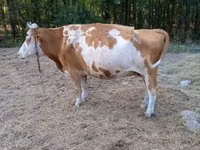 Cow, Simmental cattle — photo 7