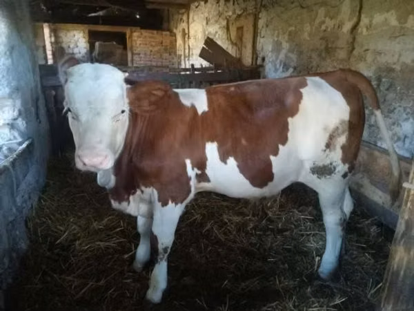 Bull, Hungarian Grey breed