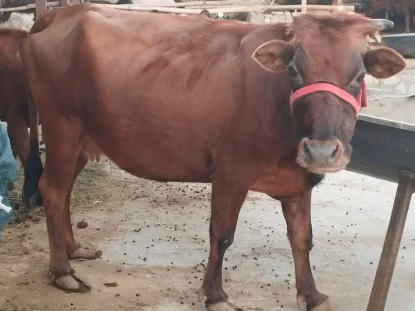 Vache, Bovins