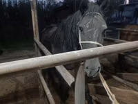 Mare, Budyonny horse — photo 6