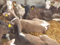 牛只（批次，未指定性别）, Cattle — 照片 5
