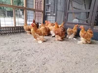 Pekin-Zwerg — Foto 7