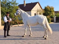 Jument, Chevaux — photo 1
