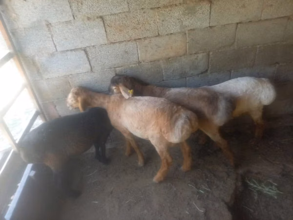 母羊, Sheep