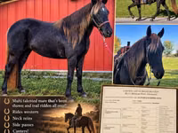 घोड़ी, Rocky Mountain Horse — फ़ोटो 1
