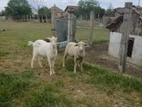 Widder, Merino sheep — Foto 1