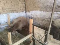كبش, Rhon sheep — الصورة 6