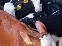 सांड, Simmental cattle — फ़ोटो 2