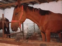 公马, Manipuri pony — 照片 3
