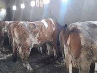 母牛, Red-spotted breed — 照片 2