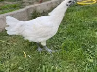 गा नोई — फ़ोटो 4