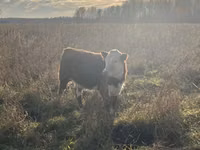 Kuh, Russian Black pied cattle — Foto 1