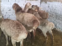 كبش, Rhon sheep — الصورة 4