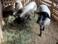 كبش, White Suffolk sheep — الصورة 4