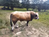 公牛, Aubrac cattle — 照片 2