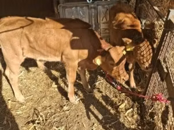 Bull, Limousin cow