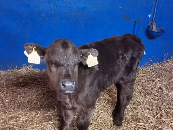 公牛, Aberdeen-Angus