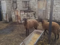 Widder, Blackheaded Persian sheep — Foto 4
