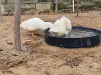 Ducks — फ़ोटो 2