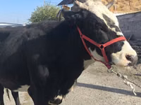 بقرة, Russian Black pied cattle — الصورة 1