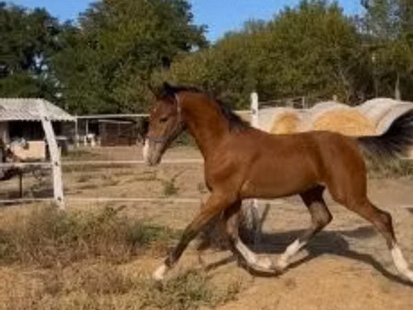 公马, Dutch warmblood horse