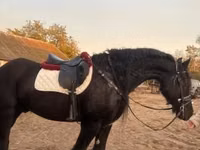 Cheval, Friesian — photo 3