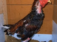Chickens — photo 4