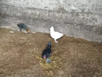 Bantam — Foto 1