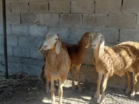 Bélier, Arashan sheep — photo 4