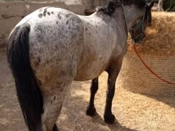 公马, Appaloosa