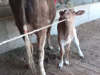 母牛, Latvian Blue cattle — 照片 5